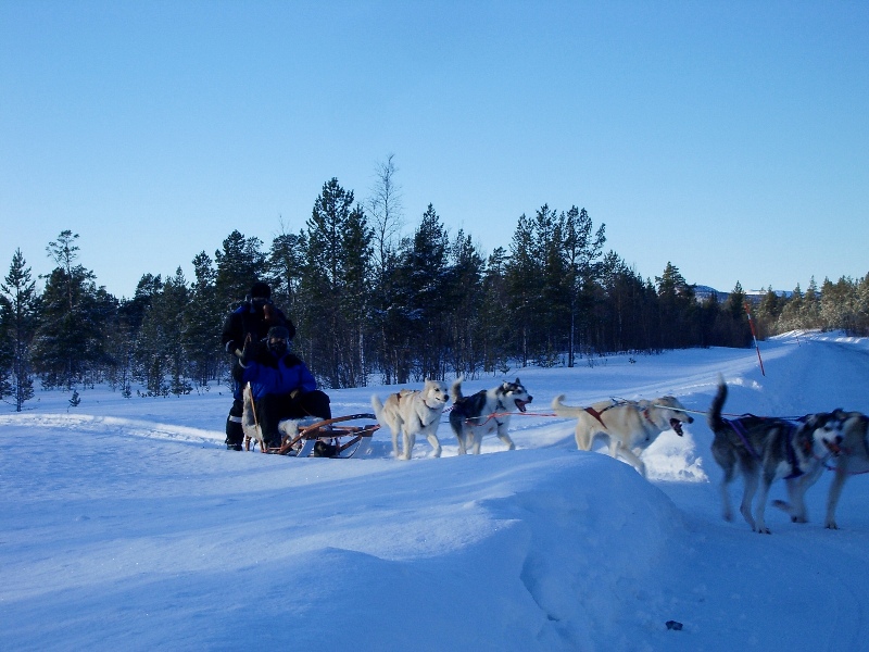 Huskyler ve Çılgın Türkler