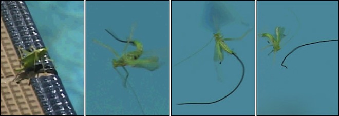 Spinochordodes tellinii, artık işine yaramayan kurbanının gövdesini terk ediyor.